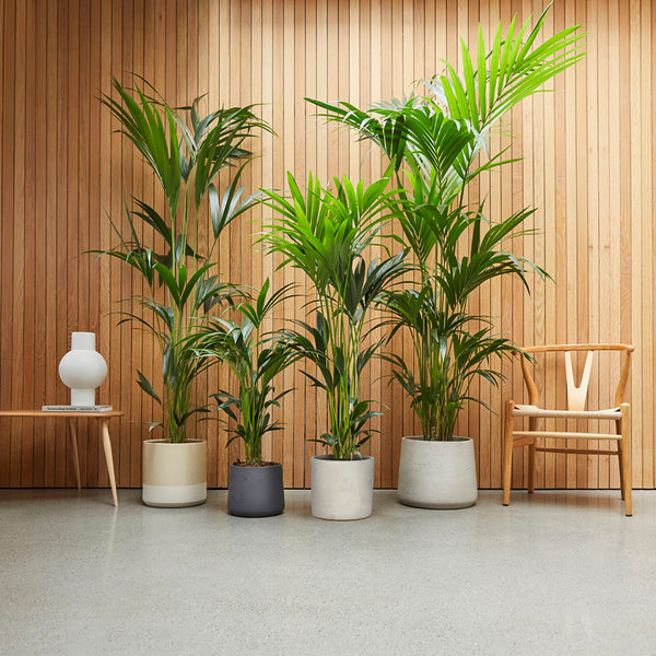 The Houseplant Beginners Guide: 8 Shortcuts to Thriving Plants