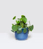 Penny plant set
