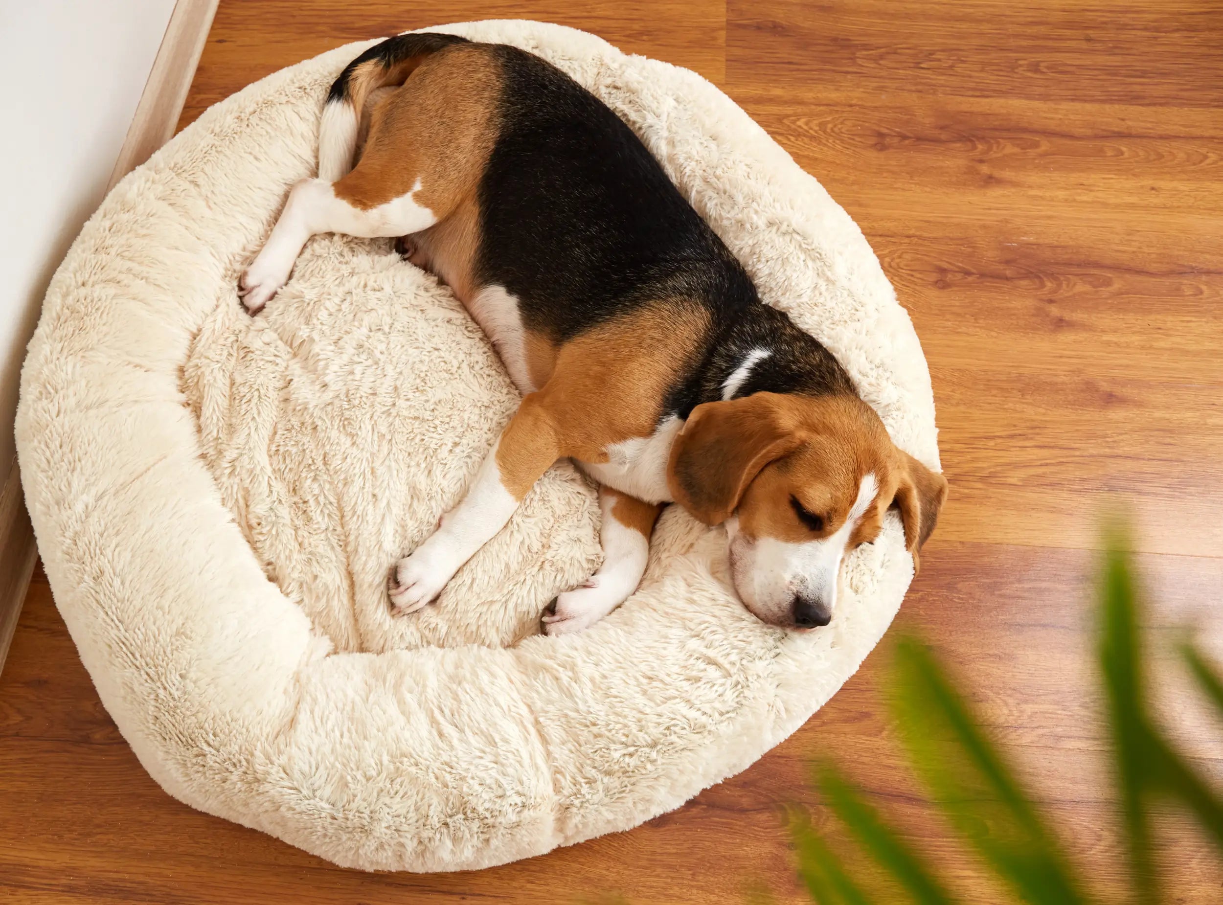 5 Signs Your Pet Needs a New Bed (And How to Pick the Right One)