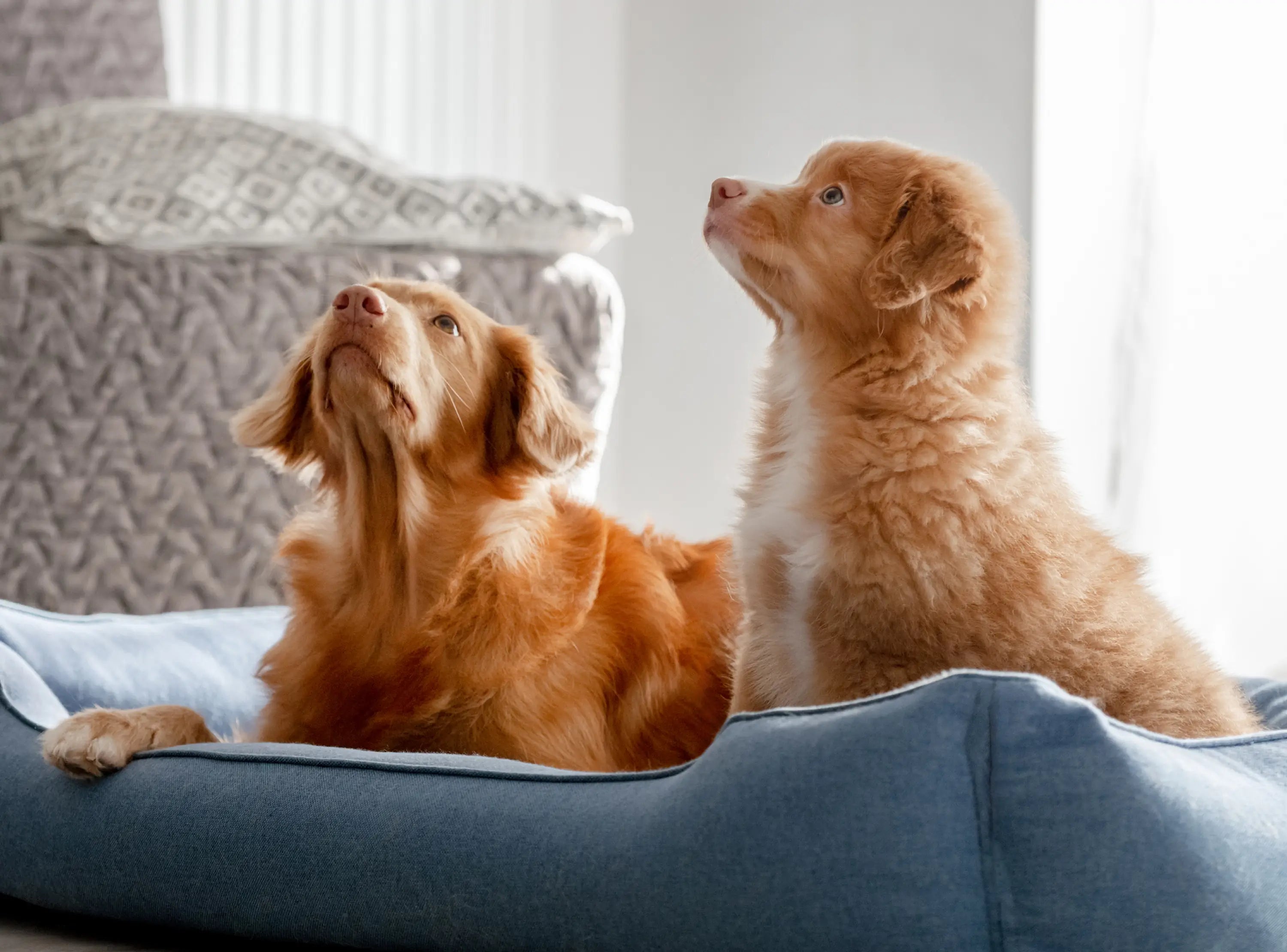 The Ultimate Guide to Pet Bed Materials: What’s Best for Your Pet?