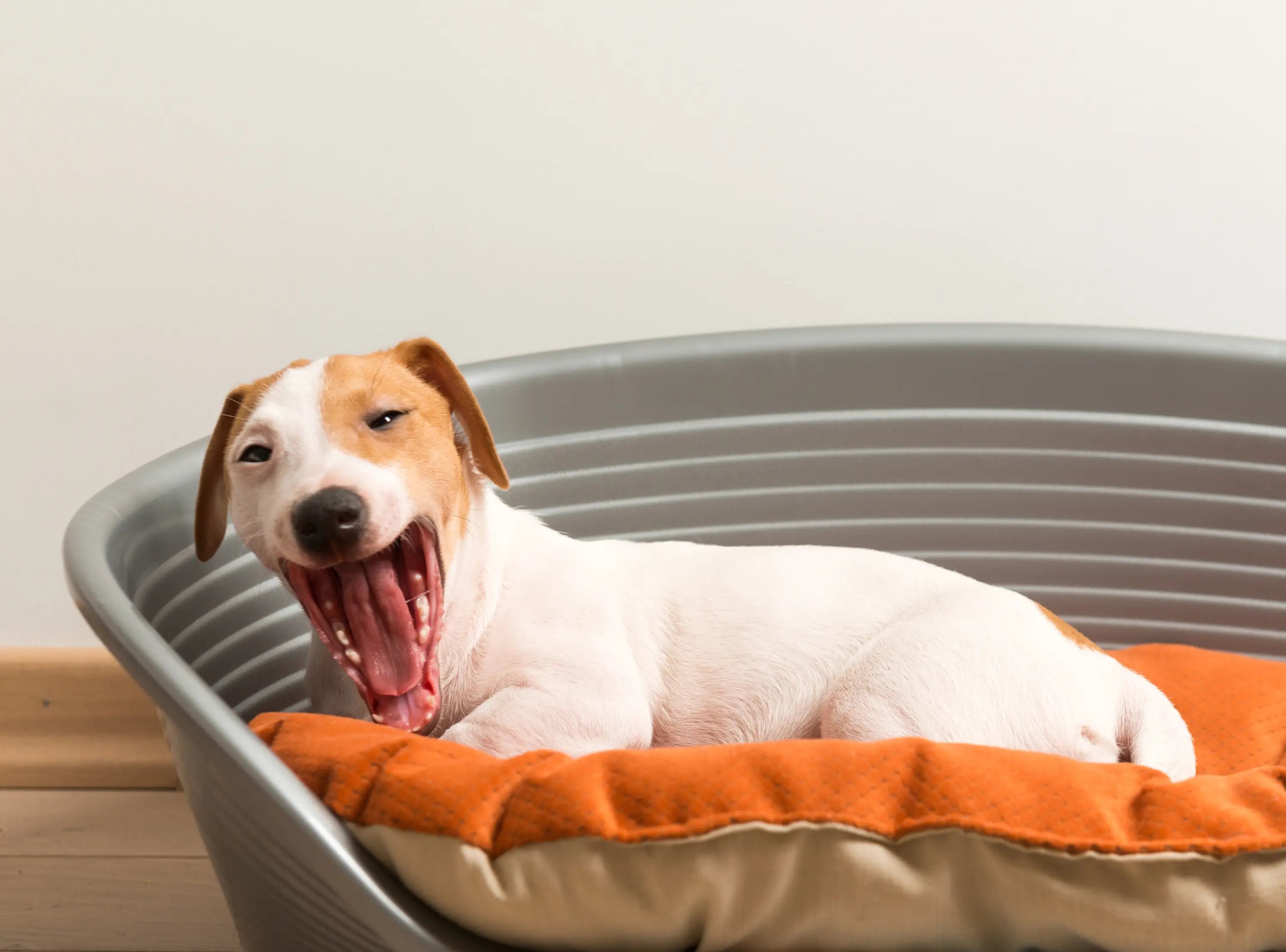 How to Keep Your Pet Bed Clean and Fresh: Tips and Tricks