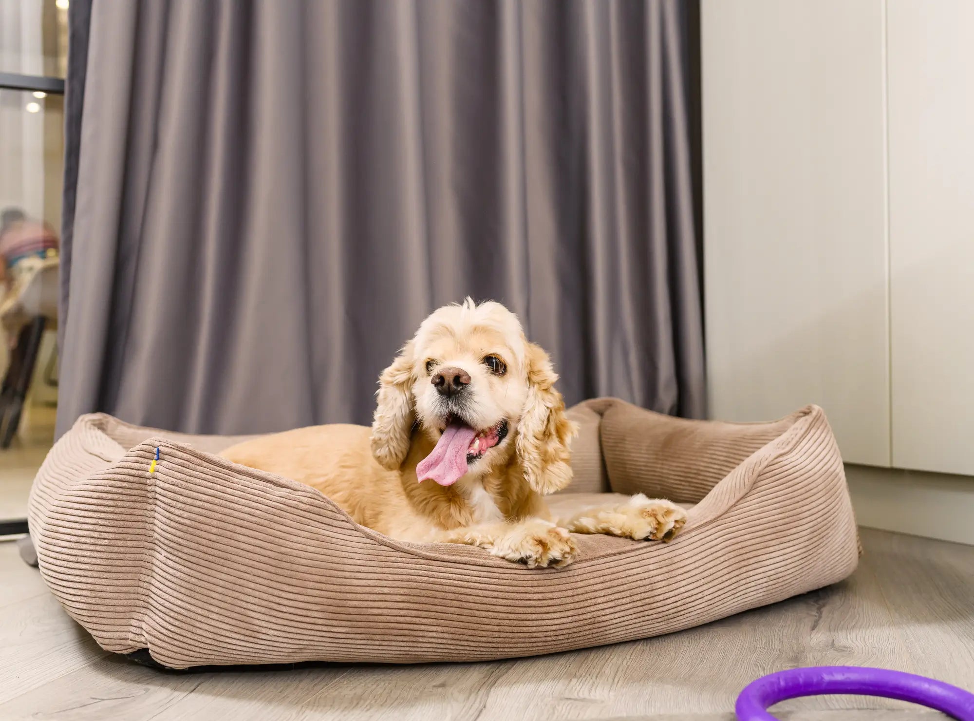 Top 10 Stylish Pet Beds That Complement Your Home Decor