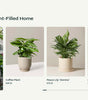 Featured collection 8-2