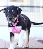 Adventure dog harness