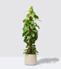 Rapunzel plant set