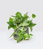 Rapunzel plant set
