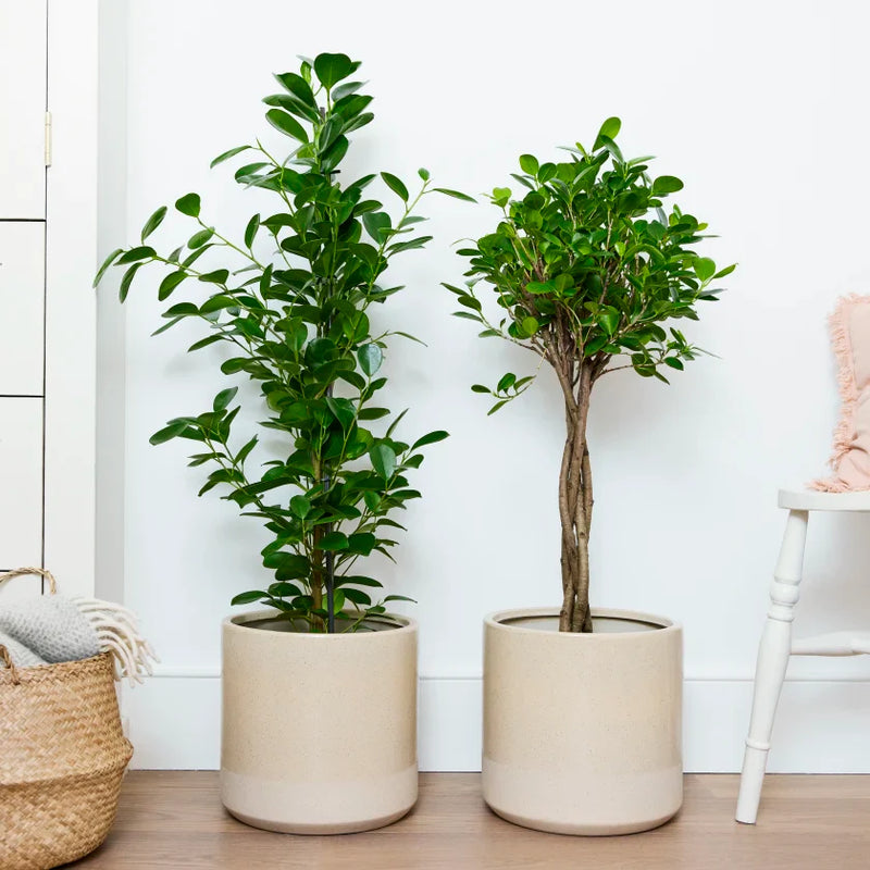 Hardy houseplants