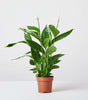 Pippa plant set