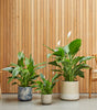 Pippa plant set