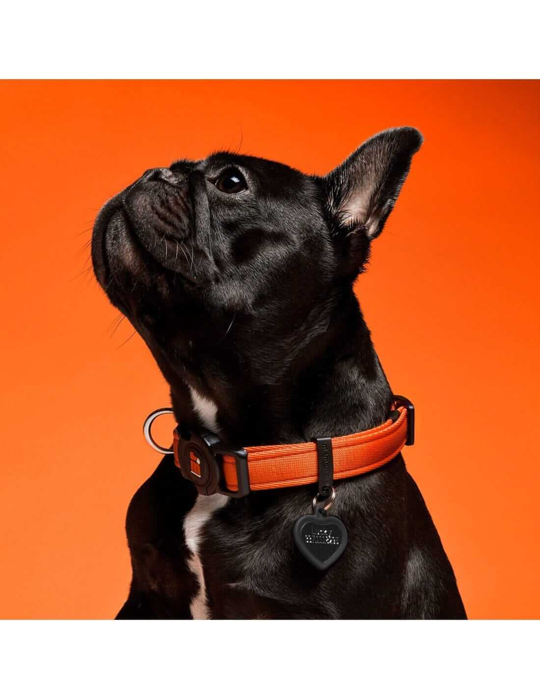 Memopet Dog Collar