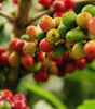 Guatemala Huehuetenango Single Origin