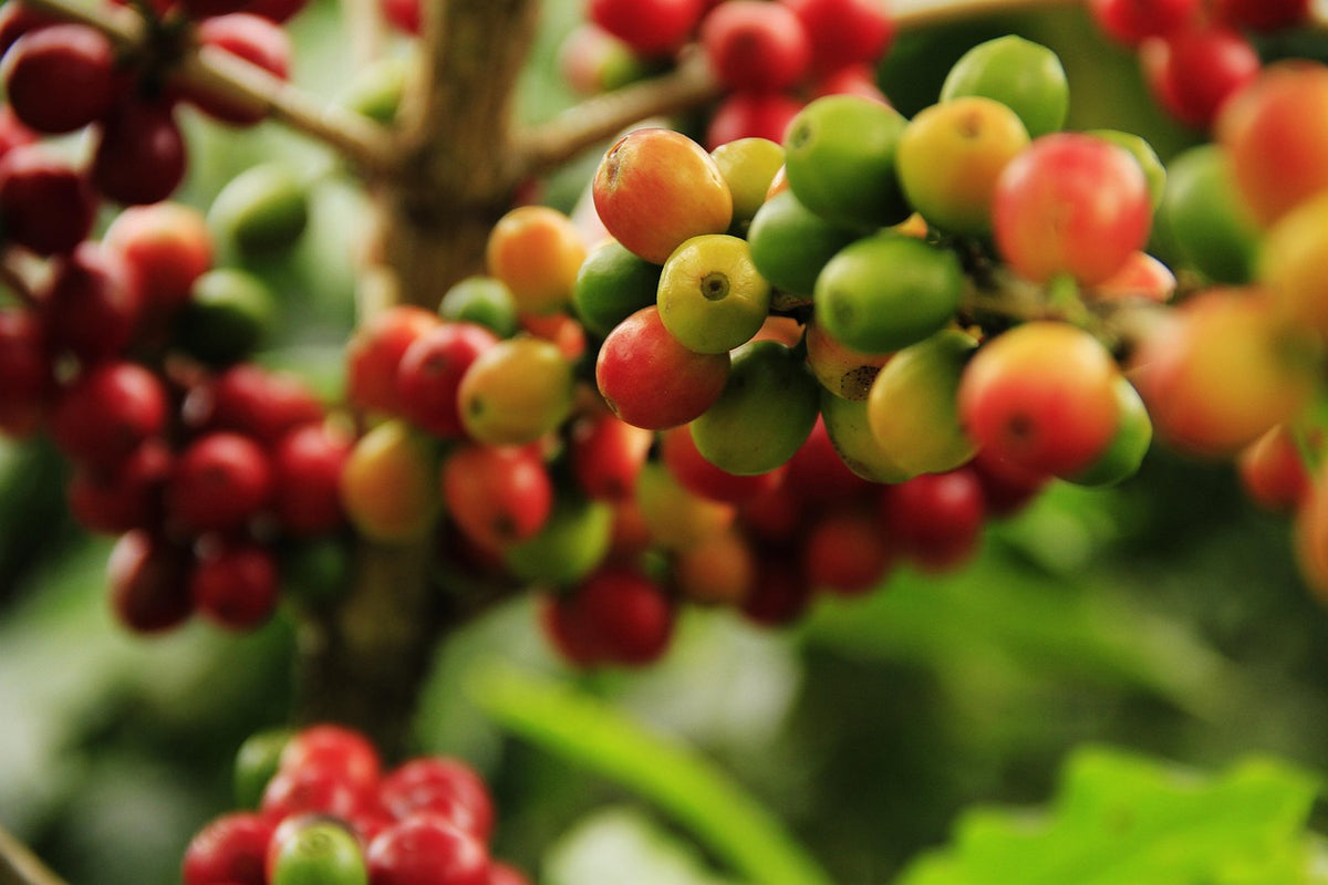 Guatemala Huehuetenango Single Origin