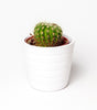 Glazed Planter with Drainage