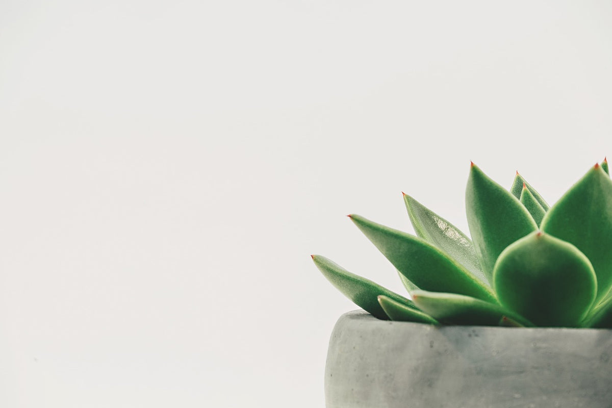 Glazed Planter with Drainage
