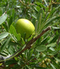 Argan Shine Hair Serum