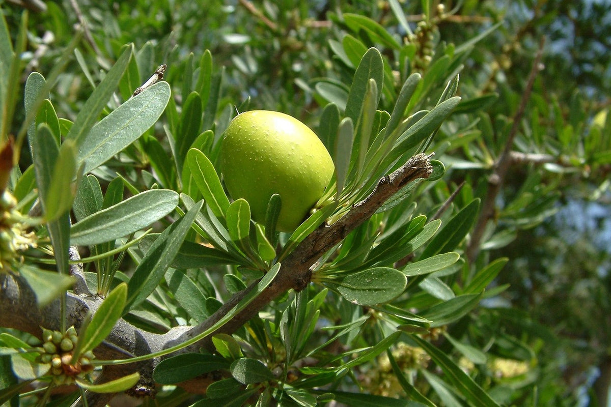 Argan Shine Hair Serum