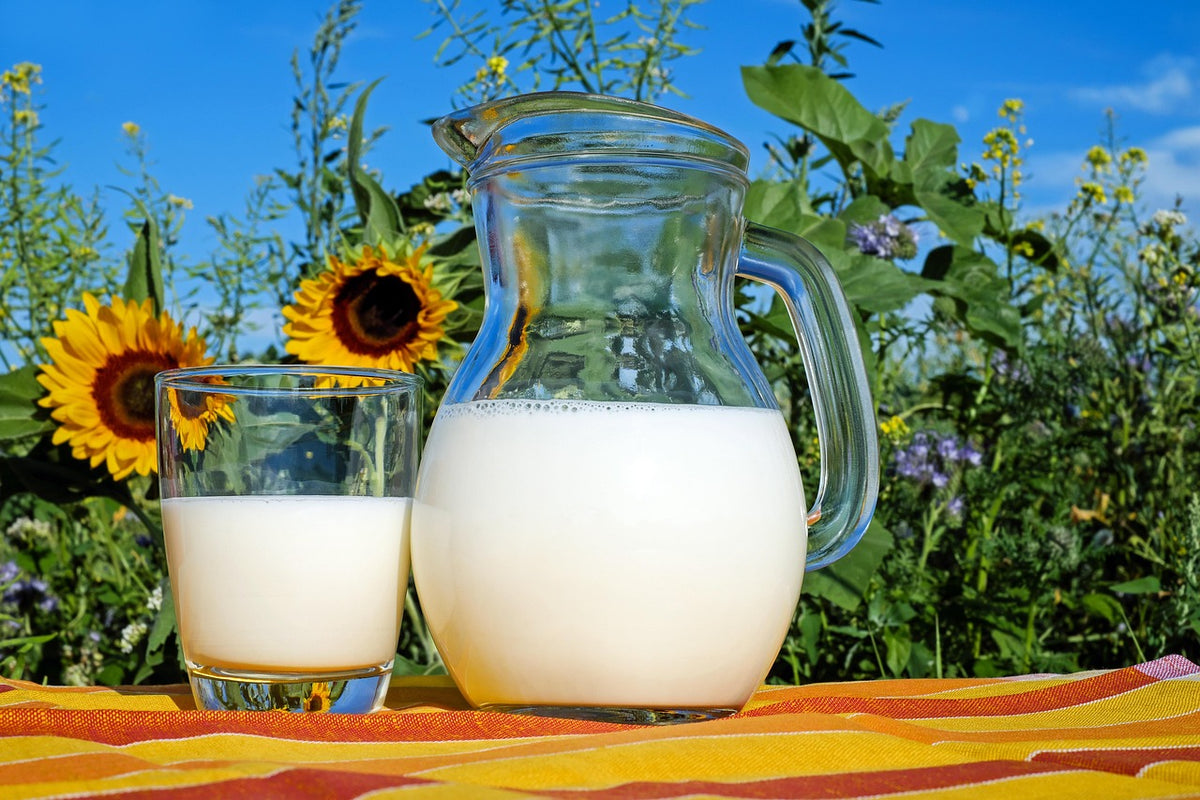 Glass Cold Brew Pitcher