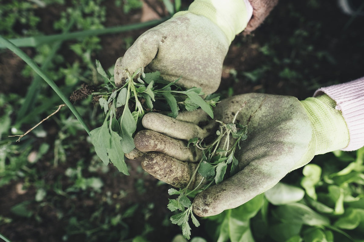 Goatskin Gardening Gloves