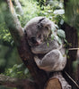 Eucalyptus Shower Steamers