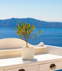 Faux Olive Tree in Pot