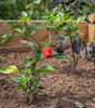 Cedar Raised Garden Bed