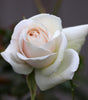 Rose Absolute Eau de Parfum