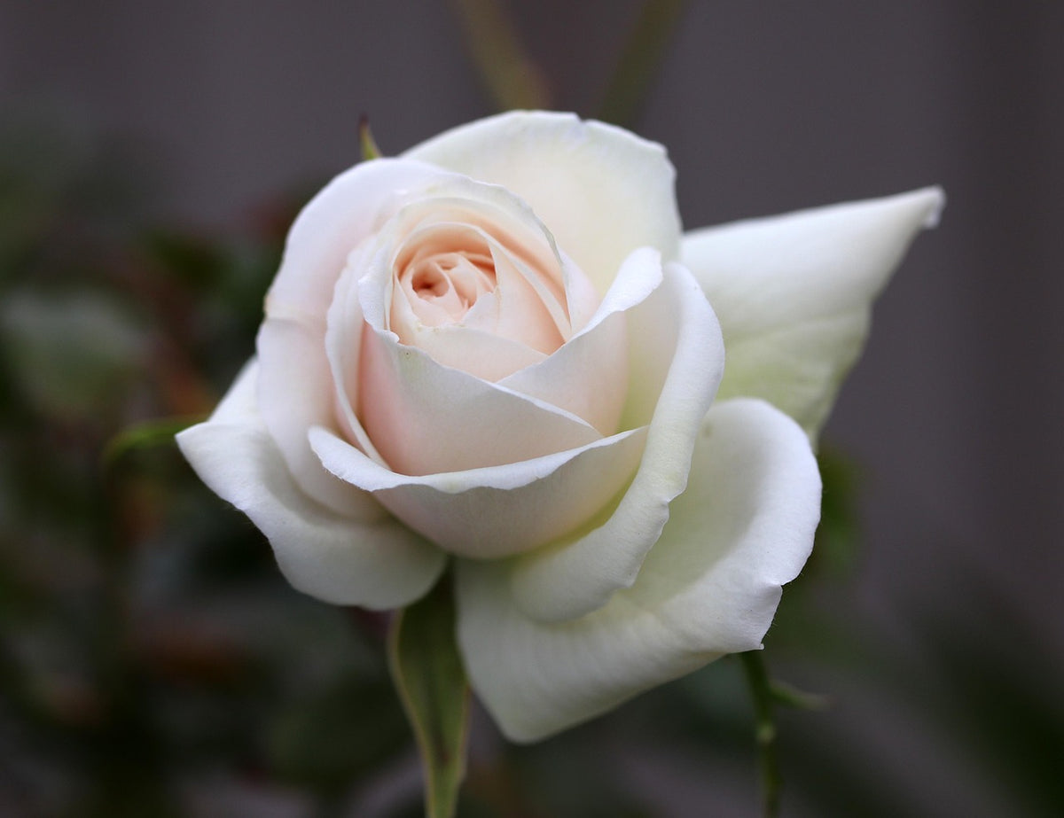 Rose Absolute Eau de Parfum