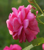 Rose Absolute Eau de Parfum
