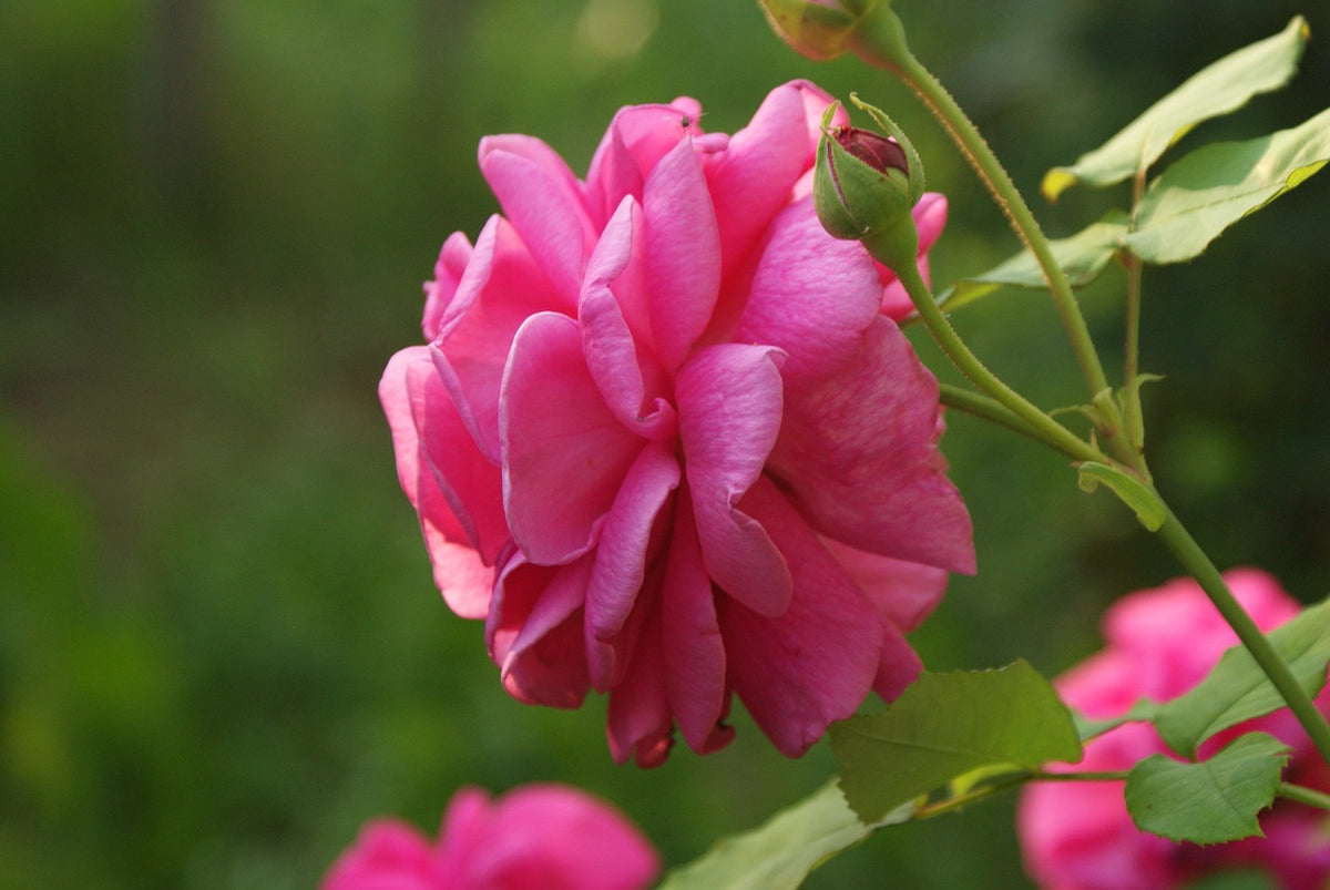 Rose Absolute Eau de Parfum