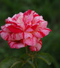 Rose Absolute Eau de Parfum