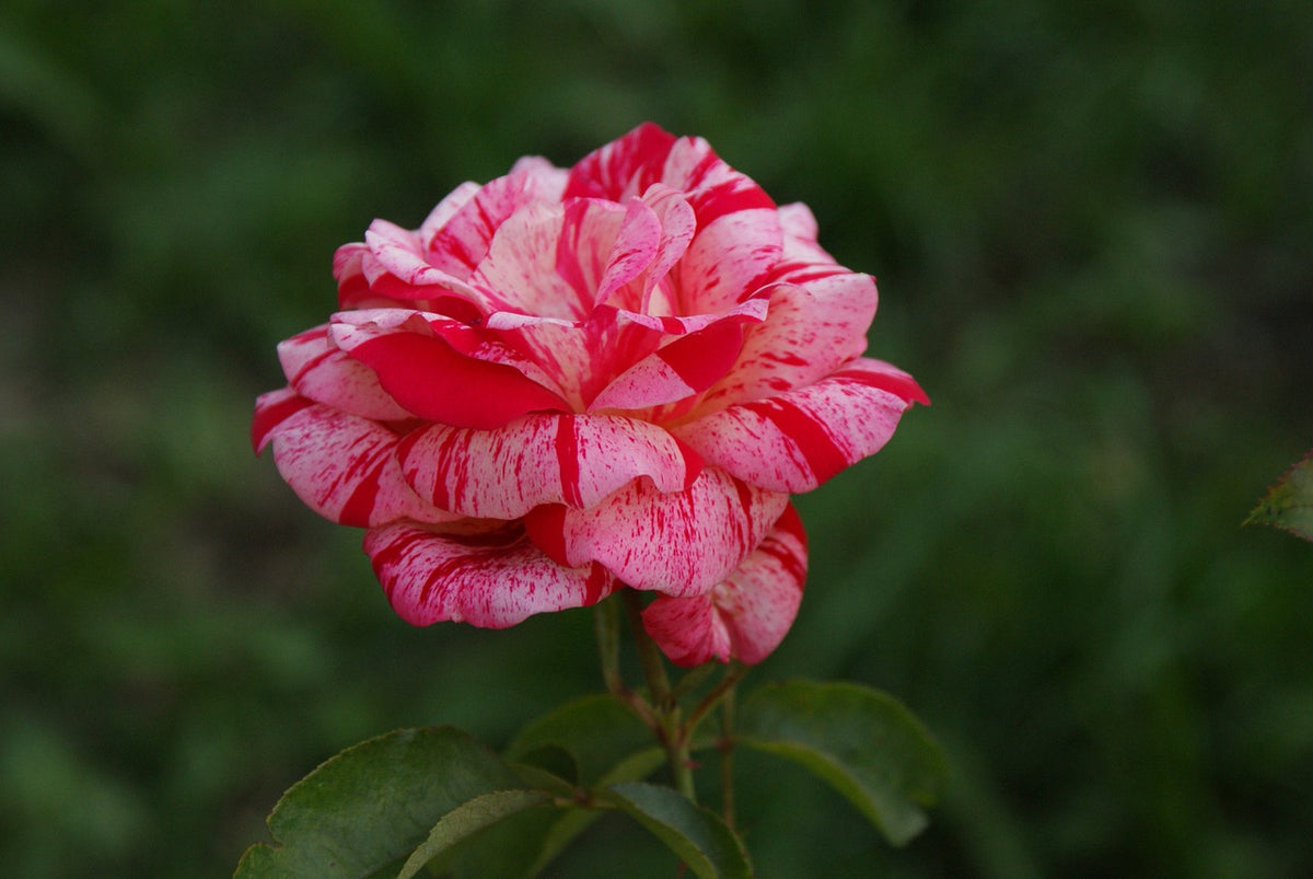 Rose Absolute Eau de Parfum