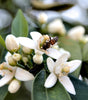 Neroli Sun Eau de Toilette