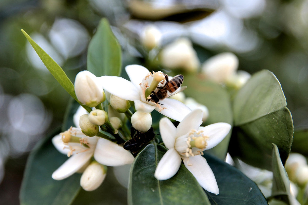 Neroli Sun Eau de Toilette