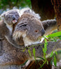 Eucalyptus Shower Steamers
