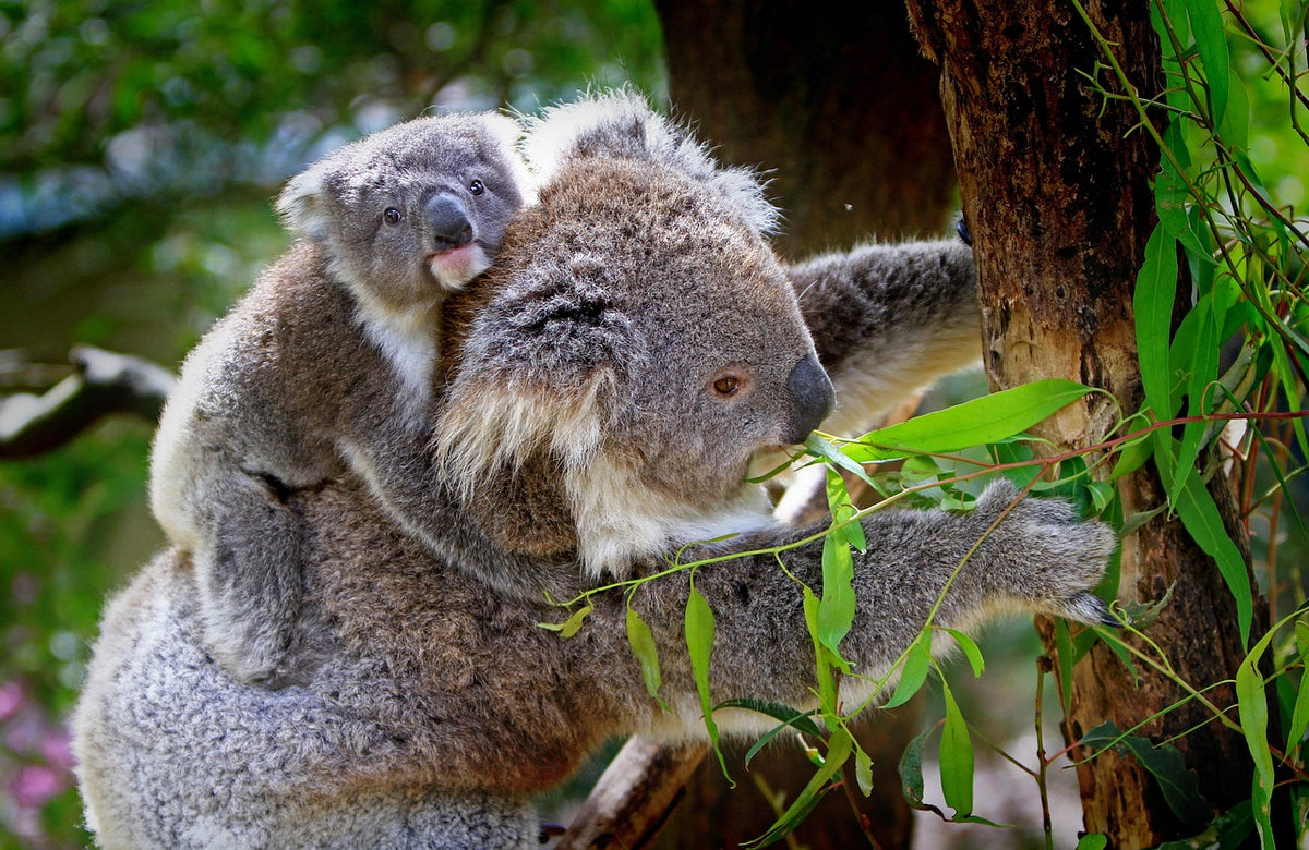Eucalyptus Shower Steamers