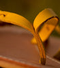 Woven Leather Slide