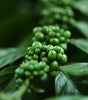 Guatemala Huehuetenango Single Origin