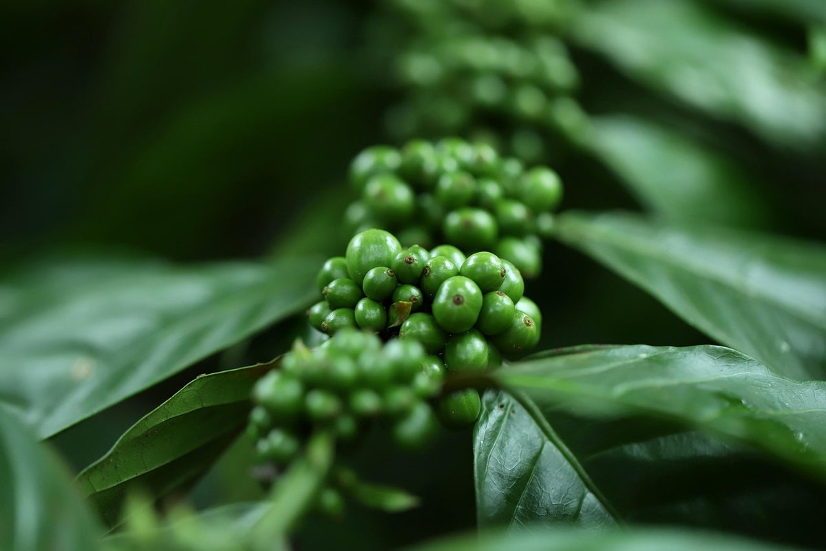 Guatemala Huehuetenango Single Origin
