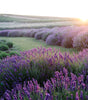 Lavender Sleep Pillow Mist