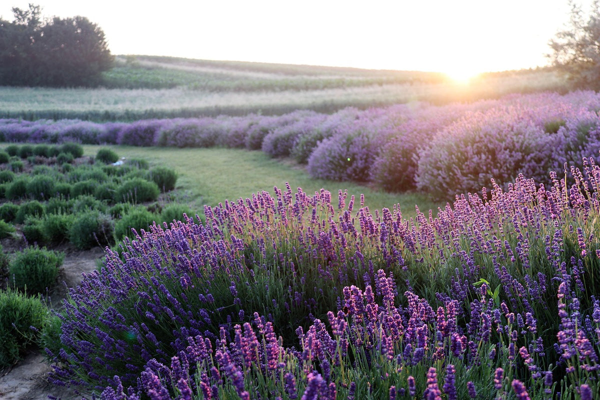 Lavender Sleep Pillow Mist