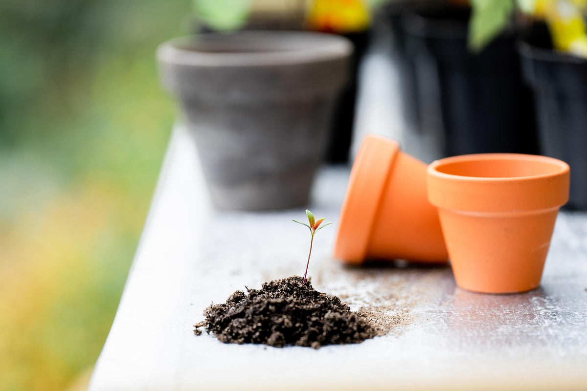 Classic Terracotta Planter Set