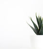Glazed Planter with Drainage