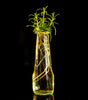 Heirloom Herb Seed Kit