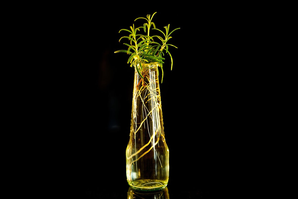 Heirloom Herb Seed Kit