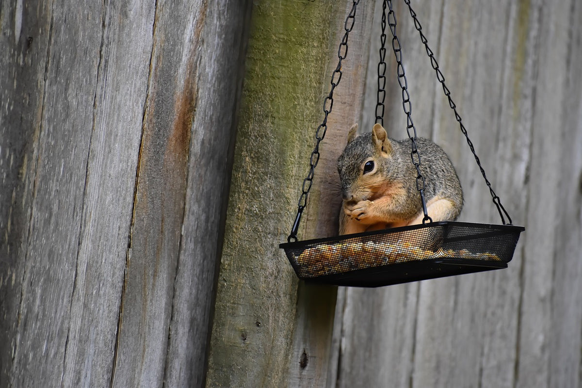 Hanging Copper Bird Feeder