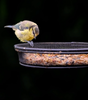 Hanging Copper Bird Feeder