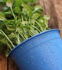 Heirloom Herb Seed Kit