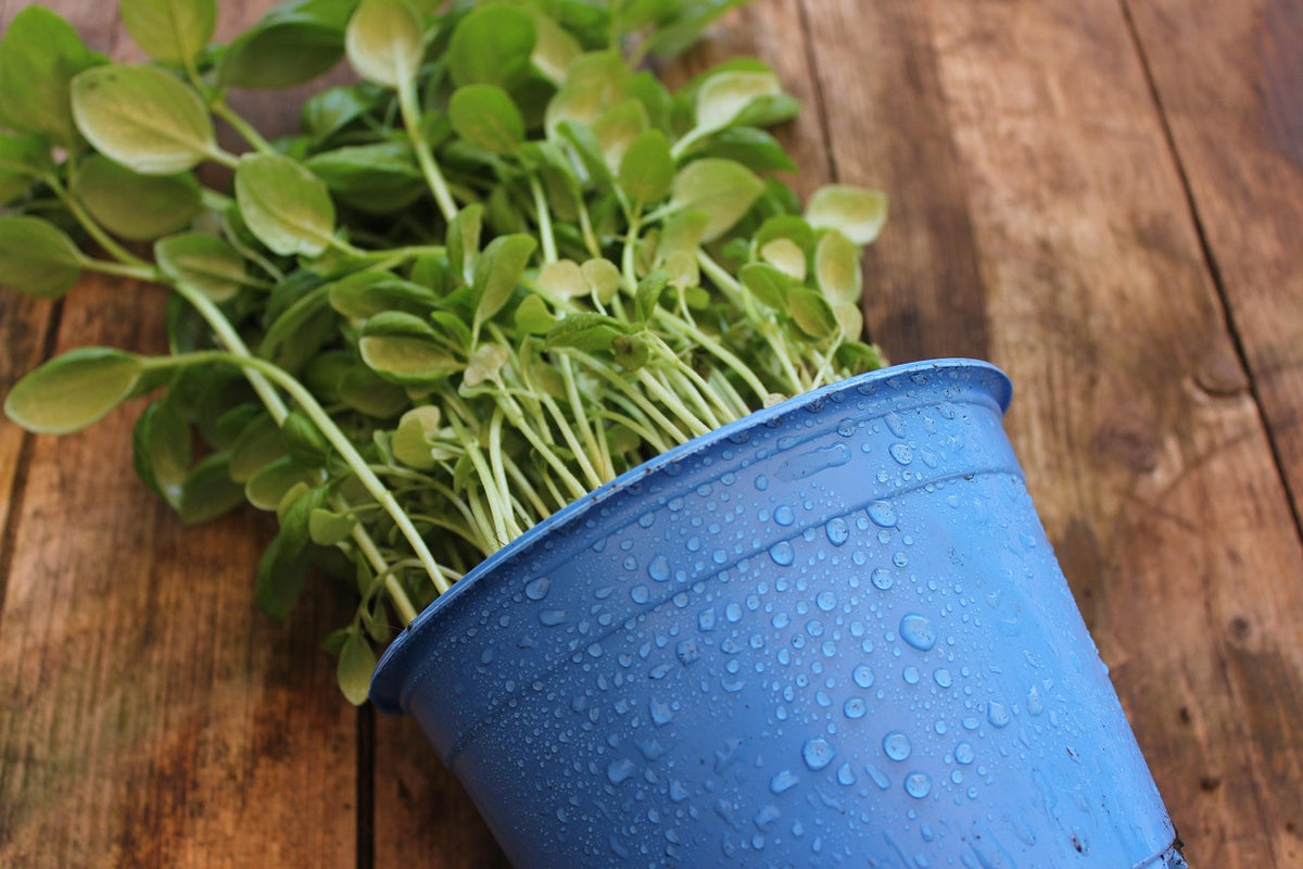 Heirloom Herb Seed Kit