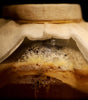 Raw Kombucha