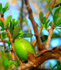 Argan Shine Hair Serum